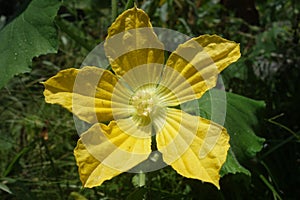 Wintermelon yellow flower blooming