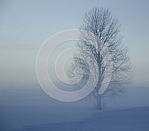 Wintermist