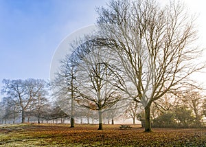 A Winters Day, Charlecote Park, Warwickshire.