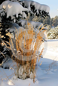 Winters Grass