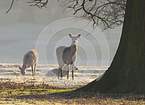 Winters morn deer