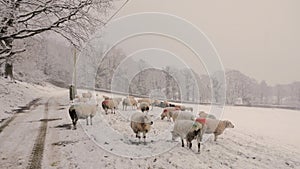 Winters snow and sheep.