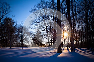 Winterscape night landscape trees and snow