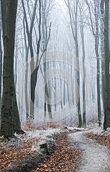 Winterscape in Soproni-hegysÃ©g in Hungary
