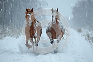 horses running towards the camera in winter photo