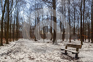 bench in a winter forest with sun and shadow photo