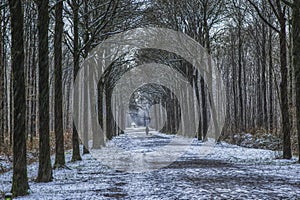path view in a winter forest with sun and shadow