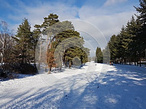 wintersport in snow piste in a park in berlin, germany