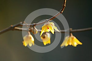 Wintersweet