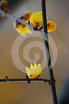 Wintersweet