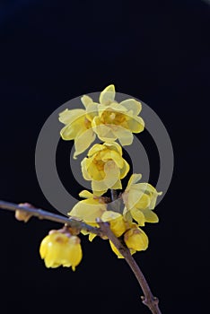 Wintersweet