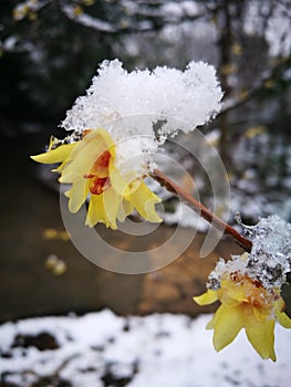 Wintersweet blossombing in the snow day