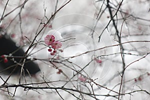 Wintersweet blossombing in the snow day