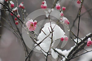 Wintersweet blossombing in the snow day