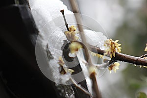Wintersweet blossombing in the snow day