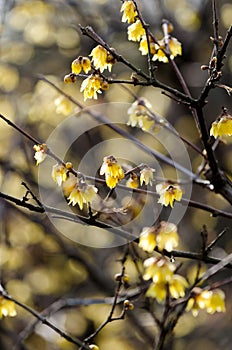 Wintersweet