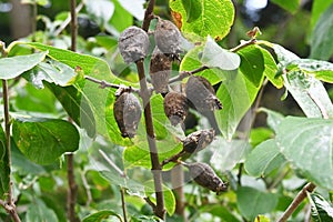 Wintersweet  Chimonanthus praecox  seeds.