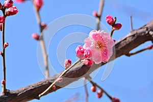 Wintersweet Flower