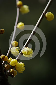 Wintersweet flower