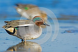 Wintertaling, Eurasian Teal, Anas crecca