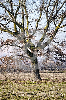 Wintertime bare tree branches. Color image