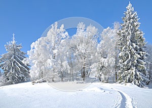 Zima v bavorských les bavorsko německo 