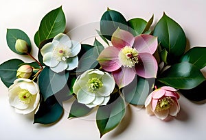 Wintertime eucalyptus and white Helleborus flower. Panoramic banner image