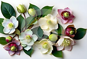 Wintertime eucalyptus and white Helleborus flower. Panoramic banner image