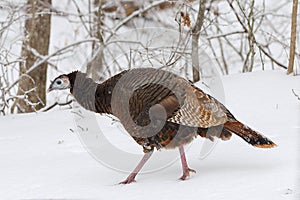 Wintertime female eastern wild turkey