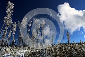 Wintertime image in Yellowstone National Park.