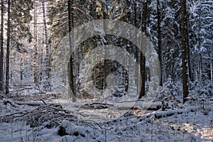 Wintertime landscape of snowy coniferous tree stand