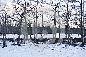 Wintertime landscape at sunset with spooky dead trees on island of swamp lake covered with snow