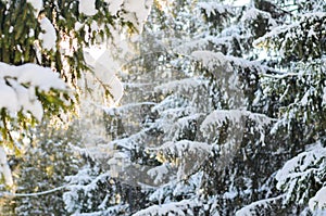 Wintertime - large spruce tree covered with snow