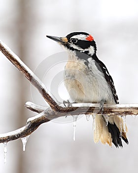 Wintertime male hairy woodpecker