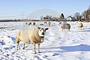 Wintertime in the Netherlands