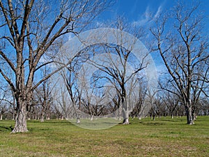 Wintertime Pecan Grove