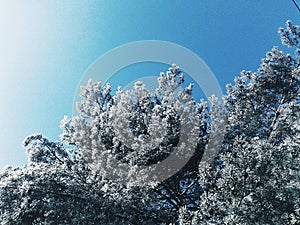 Wintertree