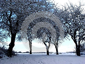 wintertrees
