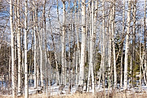 WinterTrees