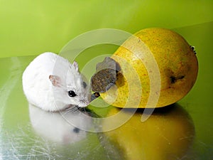 Winterwhite dwarf hamster and pear