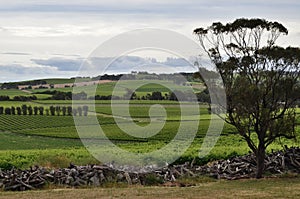 Wintery day at a vineyard in McLaren Vale