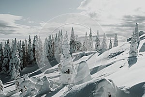 Wintery fir trees covered in snow. Winter landscape. Forest on hillside with frost. Cold weather