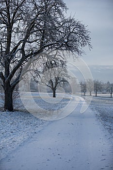 Wintery gravel road with snow covered trees.