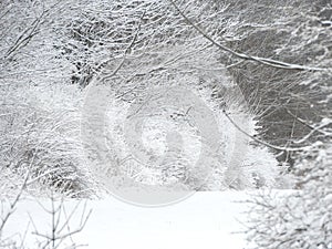Wintery hedgerow in Fingerlakes snowy countryside