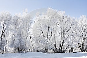 Wintery Landscape