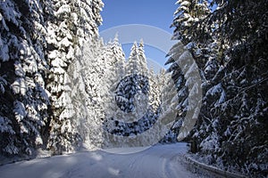 Wintery scenery of road in the forest.