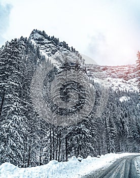 Wintery snowcovered mountain road with white snowy spruces and rocks. Wonderful wintry landscape. Travel background.