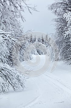 Wintry countryside road and hoar-frost on trees in winter
