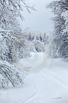 Wintry countryside road and hoar-frost on trees in winter