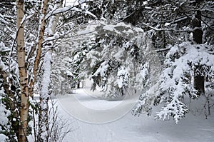 Wintry forest